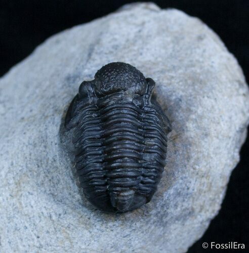 Small Gerastos Trilobite From Morocco #2078